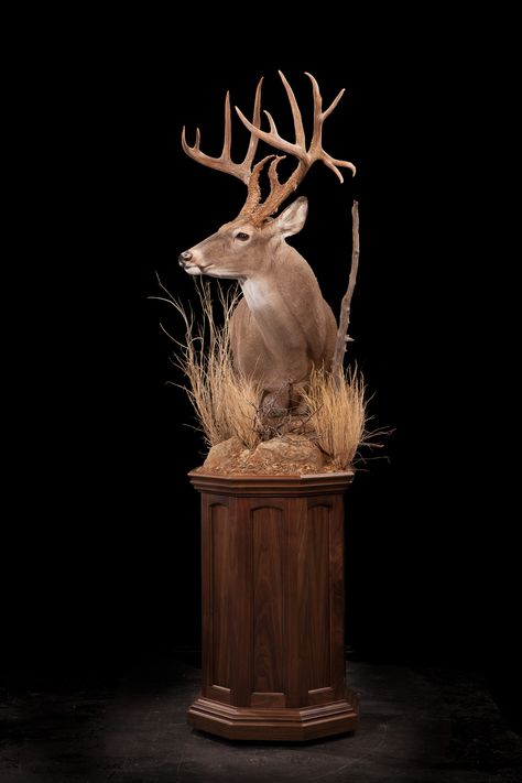 93 – Whitetail Deer Deer Pedestal, Deer Shoulder Mount, Deer Mount Decor, Deer Mount Ideas, Deer Hunting Decor, Deer Heads Mount, Taxidermy Deer, Taxidermy Decor, Deer Heads