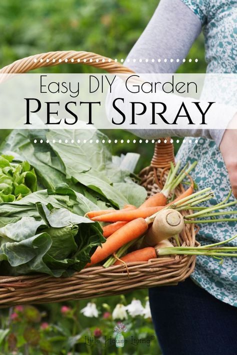 Bug Spray for Gardens - You worked hard to grow that garden this year, make sure your plants are protected with this incredibly simple homemade bug spray for plants! Pest Spray For Garden, Vegetable Garden Bug Repellent, Natural Bug Repellent For Vegetable Garden, Diy Garden Bug Spray, Diy Garden Bug Repellent, Natural Bug Spray For Plants Vegetable Garden, Natural Insecticide For Garden, Organic Bug Spray For Vegetable Garden, Homemade Bug Spray For Plants