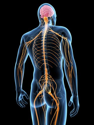 Study shows additives aspartame & MSG cause nerve damage. Can increase neuropathy, numbness & tingling. Minneapolis acupuncture clinic Complete Oriental Medical Caare treats these conditions. Human Nervous System, Art Of Healing, Neck Problems, Body Pain Relief, Nerve Cells, Nerve Cell, Nerve Damage, Anatomy Physiology, Body Pain