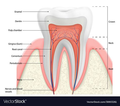 Teeth Diagram, Best Whitening Toothpaste, Tooth Structure, Teeth Stain Remover, Teeth Drawing, Best Toothpaste, Dental Anatomy, Charcoal Toothpaste, Human Teeth