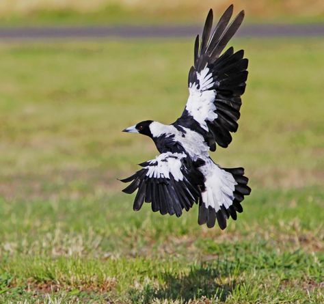 Australian Magpie : Landing on her own shadow . . . | Flickr Fondant Modelling, Magpie Tattoo, Eurasian Magpie, Australian Magpie, Magpie Art, Birds Beautiful, Black And White Birds, Animal Reference, Australia Animals