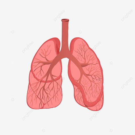 Lungs Illustration, Hospital Cartoon, Human Vector, Human Organs, Human Lungs, Human Organ, Organic Pattern, Lungs, Cute Characters