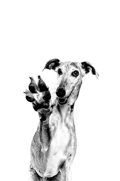 Greyhound Drawing, Animals Walking, Long Dog, Greyhound Art, Big Boi, Me And My Dog, Dalmatian Dogs, Pattern Pictures, Apple Watch Wallpaper