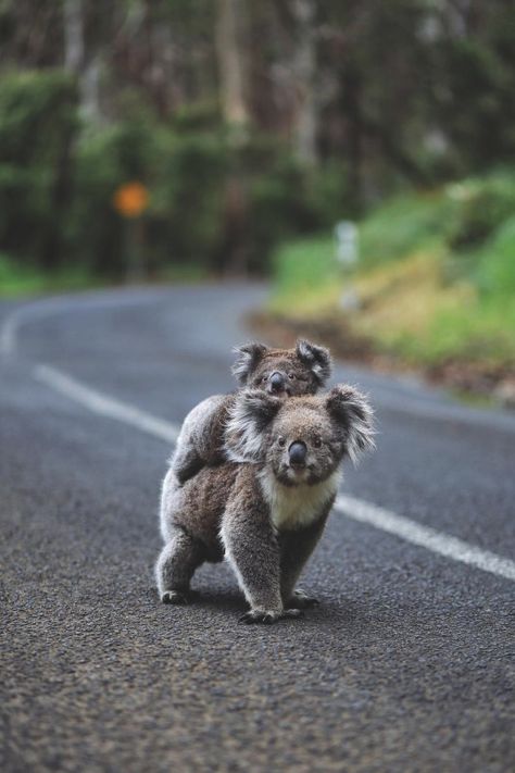 The Wombats, Desert Animals, Baby Koala, Pet Day, Australian Animals, Amazing Animals, Happy Animals, Animal Wallpaper, Animal Planet