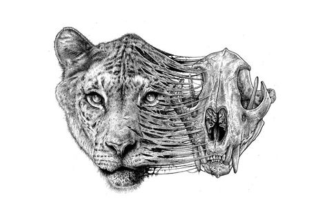 Lion Skull Drawing, Animal Skull Drawing, Paul Jackson, Animal Skeletons, Arte Peculiar, Skulls Drawing, Jackson's Art, The Skeleton, Skull Drawing