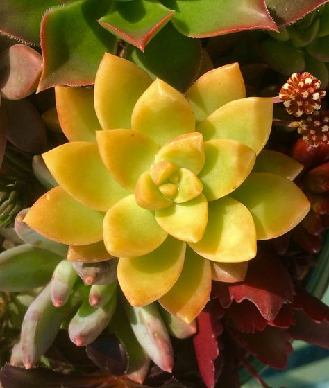 Golden sedum- sedum adolphii Golden Sedum, Succulent Garden Diy, Colorful Succulents, Growing Succulents, Rare Succulents, Succulent Garden, Golden Glow, Garden Diy, Succulents Garden