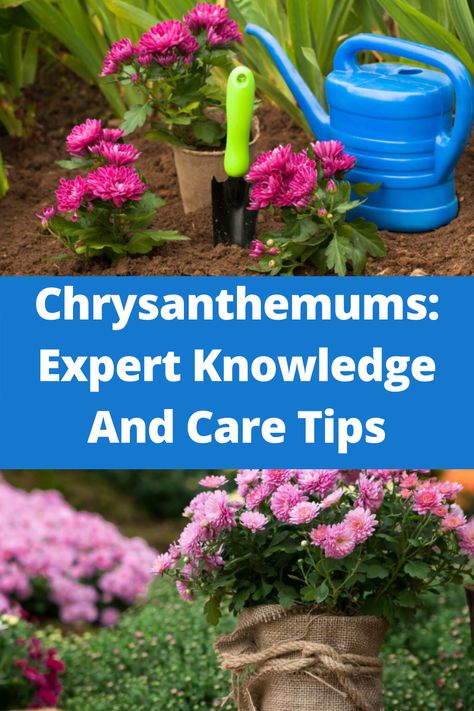 Thanks to the chrysanthemums, there is still a lot going on in the garden in terms of color, even in autumn. Here are helpful tips for the proper care of chrysanthemums. Chrysanthemums ( Chrysanthemum ) delight the heart of every garden friend again in autumn. Chrysanthemum Care, Chrysanthemum, Gardening Tips, Helpful Hints, Flowers, Plants