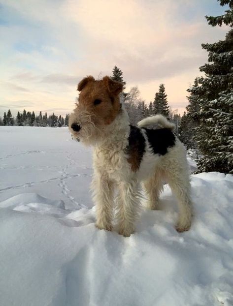 Wire Haired Fox Terrier, Wirehaired Fox Terrier, Airedale Dogs, Lakeland Terrier, Fox Terriers, Wire Fox Terrier, Puppies And Kitties, Pretty Dogs, Pfp Ideas