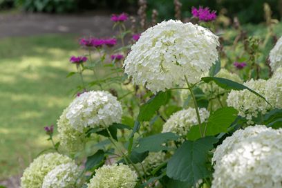 Caring for Hydrangeas Outdoors: Tips on Planting & Growing Freezing Pasta, Caring For Hydrangeas, Front Porch Flower Pots, Shady Garden, Types Of Hydrangeas, Smooth Hydrangea, Porch Flowers, Hosta Gardens, Hydrangea Care