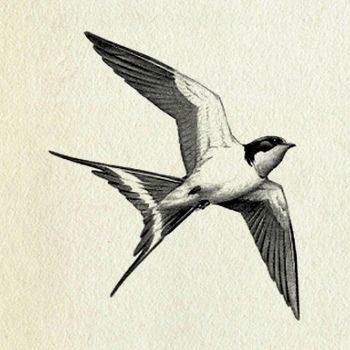 Sparrow drawing Barn Swallow Tattoo, Swallow Tattoo Design, Swallow Bird Tattoos, Bird Tattoo Meaning, Freedom Bird, Vogel Tattoo, Flying Bird Tattoo, Tattoo Bird, Sparrow Tattoo