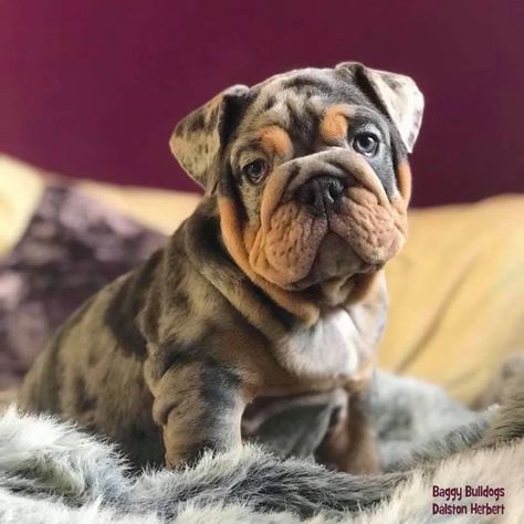 English Bulldog Breeders, Baggy Bulldogs, Cute Bulldog Puppies, Bulldog Breeds, Bulldog Puppies For Sale, Super Cute Puppies, Cute Bulldogs, English Bulldog Puppies, British Bulldog