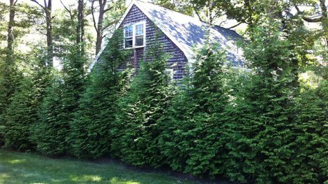 Evergreen Shrubs For Privacy, Landscaping Ideas For Privacy, Natural Privacy Fences, Hedge Trees, Shrubs For Privacy, Types Of Shrubs, Leyland Cypress, Fast Growing Evergreens, Landscaping Trees