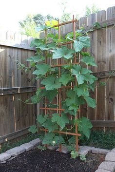 Growing Loofah, Bean Trellis, Vegetable Trellis, Vine Trellis, Urban Backyard, Trellis Ideas, Outdoor Trellis, Diy Trellis, Garden Vegetable