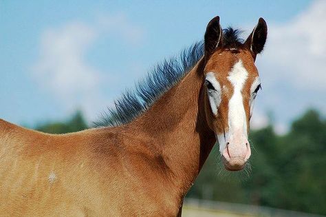 Unique Horses Coloring, Face Markings, Facial Markings, Ranch Horses, Horse Markings, Paint Horses, Gray Coat, Horse Boarding, Horse Face