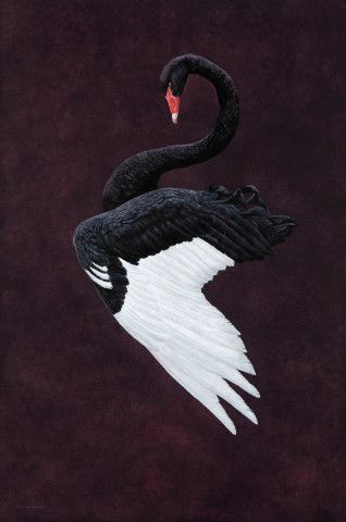 Black Swan Animal, Black Swan Bird, Black Swan Tattoo, Swan Animal, Swan Tattoo, Swan Painting, Swans Art, White Swan, Black Swan