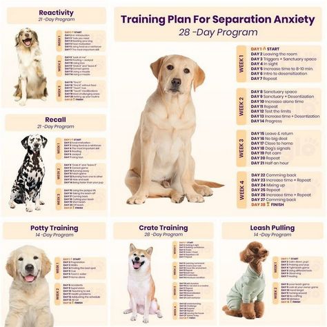 Help your dog become accustomed to different objects and environments with training that reduces fear and promotes curiosity, making them more adaptable. Dog Training Plan Template, Dog Training Lesson Plans, Dog Training Program, Dog Training Plan, Training Older Dogs, Dog Training At Home, Boarding Kennels, Animal Studies, Puppy Socialization