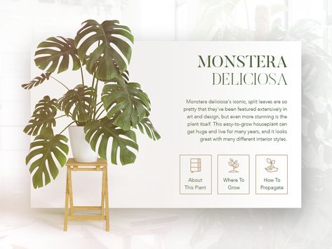 Plants - Information Card UI Plant Information Cards, Card Ui, Plant Information, Information Card, Monstera Deliciosa, Art Idea, Creative Professional, Global Community, Digital Design