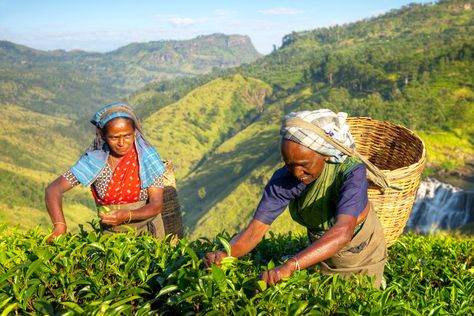 Tea Farm, Nuwara Eliya, Tea Estate, Sri Lanka Travel, Kandy, Rural Area, Travel Packages, Grand Tour, Hill Country