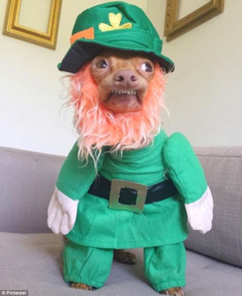 Funny Leprechaun Pictures, St Patricks Day Meme, Leprechaun Pictures, Tuna Dog, Irish Humor, St Patricks Day Funny, Meme Pics, Meaningful Sayings, Funny St Patricks Day