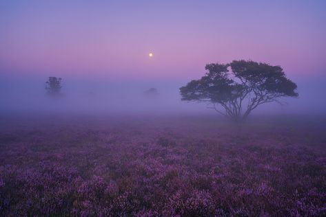 Heather in Netherlands Seasons Photography, Foggy Morning, Before Sunrise, Landscape Photographers, Countries Of The World, Beautiful Landscapes, Tao, The Netherlands, The Moon