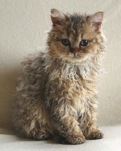 Curly Haired Cat, Selkirk Rex Kittens, Curly Cat, Ragdoll Kittens For Sale, Selkirk Rex, Ragdoll Kittens, Rex Cat, Cute Cats And Kittens, Cute Kittens