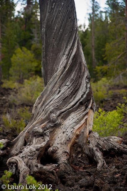 the hole a tree and a whole lot of rock Twisted Tree Trunk, Rotting Tree, Tree Reference, Tree Hole, Hole In The Ground, Tree Texture, Weird Trees, Twisted Tree, Tree Root