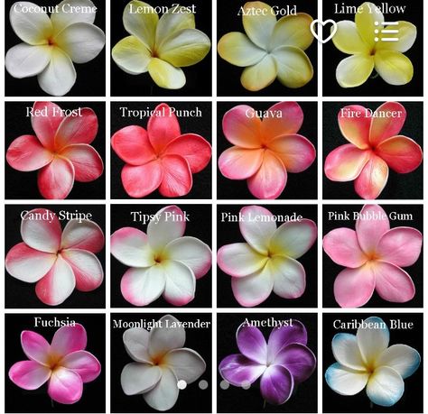 An assortment of Plumerias also known as Frangipani Flores Plumeria, Plumeria Tattoo, Plumeria Tree, Hawaii Flowers, Fire Dancer, Plumeria Flowers, Nothing But Flowers, Flower Therapy, Flower Names