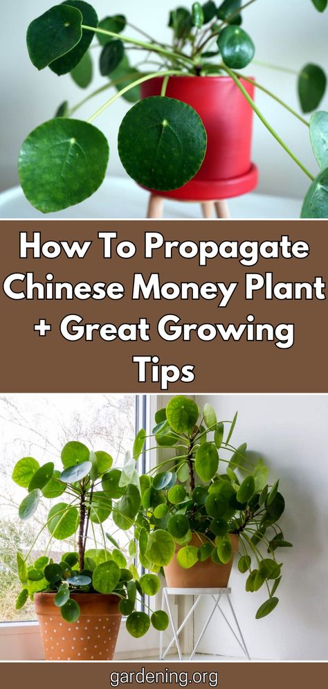 How To Propagate Chinese Money Plant, Propagating Money Plant, Chinese Money Plant Propagation, Propagate Chinese Money Plant, Money Plant Images, Chinese Money Plant Care, Money Tree Plant Care, Hanging Plant Ideas, Chinese Money Tree