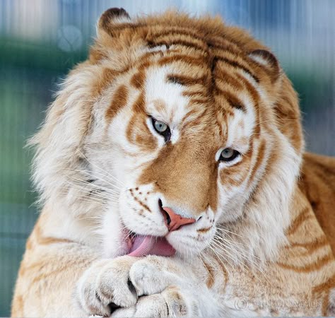 My favorite- Male [Taj] Golden Bengal Tiger (Panthera tigris tigris) at Cougar Mountain Zoo - Issaquah, WA  photo by Dyrk Daniels Golden Tabby Tiger, Custom Species, Golden Tabby, Fat Animals, Tiger Pictures, Golden Tiger, Akhal Teke, Bengal Tiger, Pretty Animals