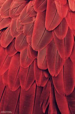 Macaw Feathers, Feather Texture, Texture Illustration, Bird Wings, Feather Wings, Feather Tattoo, Red Feather, Wings Tattoo, Red Bird