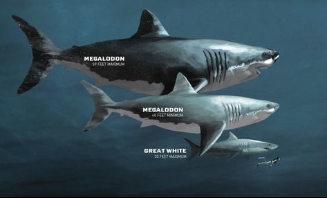 Shark size comparison: prehistoric Megalodon to contemporary Great White. Types Of Sharks, Species Of Sharks, Megalodon Shark, Prehistoric World, Shark Fishing, Extinct Animals, Prehistoric Creatures, Shark Week, White Sharks