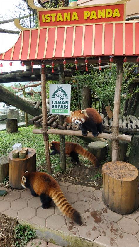 Taman Safari, Baddie Room, Safari Photography, Ootd Korean Style, Zoo Photos, Zoo Keeper, Animal Illustration Art, Red Pandas, Travel Pictures Poses