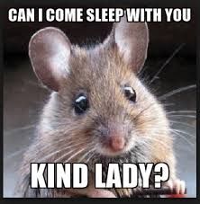 Just say no! They may be cute, but they cause damage and health hazards in a house. Call us for help rodent proofing your home! (888) 980-4822 Mice Repellent, Getting Rid Of Mice, Field Mouse, Rodent Control, Mouse Rat, House Mouse, Cute Mouse, Hamsters, Rodents