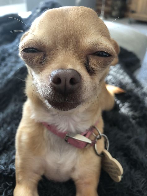 Chiuaua Dog, Funny Chihuahua Pictures, Funny Dog Faces, Chihuahua Funny, Funny Dog Photos, Funny Animal Photos, Cute Chihuahua, Silly Dogs, Funny Dog Pictures