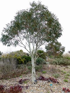 Eucalyptus niphophila (E. niphophila) #trees #plants #plantsforbees Backyard Plants, Planting Plan, Eucalyptus Tree, Coastal Gardens, Chinese Garden, Back Garden, Organic Farming, Small Trees, Tropical Garden