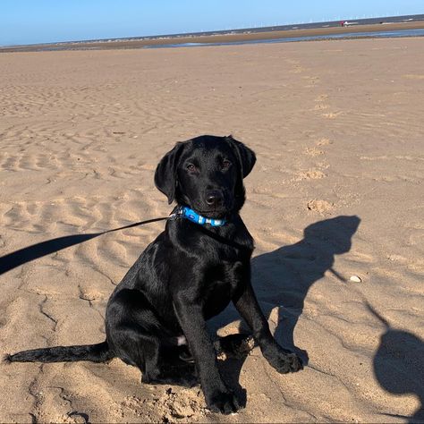 black labrador puppy at the beach, dog, puppy, puppy growth, black lab, black lab at beach Black Labrador Puppy, Lab Black, Beach Dog, Black Lab Puppies, Black Labs, Dog Adventure, Labrador Puppy, Black Labrador, Black Lab