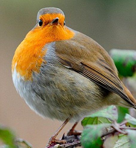 Rather Overweight Round Robin Robin Birds, Fairy Photography, Fat Bird, Flying Creatures, European Robin, Robin Redbreast, Round Robin, Bird Song, Robin Bird