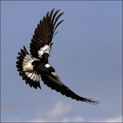 Roger Keagle       Swooping Magpie Magpie Tattoo, Australian Magpie, Magpie Art, Painting Composition, Funny Wildlife, Birds Of Australia, Black And White Birds, Vintage Bird Cage, Animal Anatomy