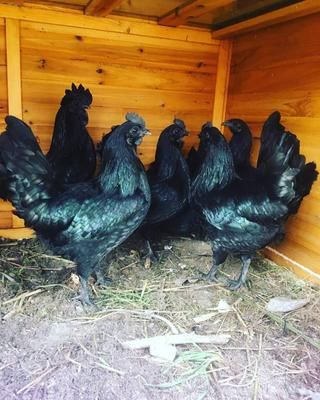 CEMANI AYAM , CHICKEN AND CHICKS AVAILABLE IN STOCK NOW, ALSO IN STOCK ARE FERTILE EGGS. TEXT ME AT 760 385 3975 Ayam Cemani Chicken, Cemani Chicken, Ayam Cemani, Chicken Barn, Tutoring Business, Black Chickens, Hobbit House, Farm Shop, Chicken Breeds