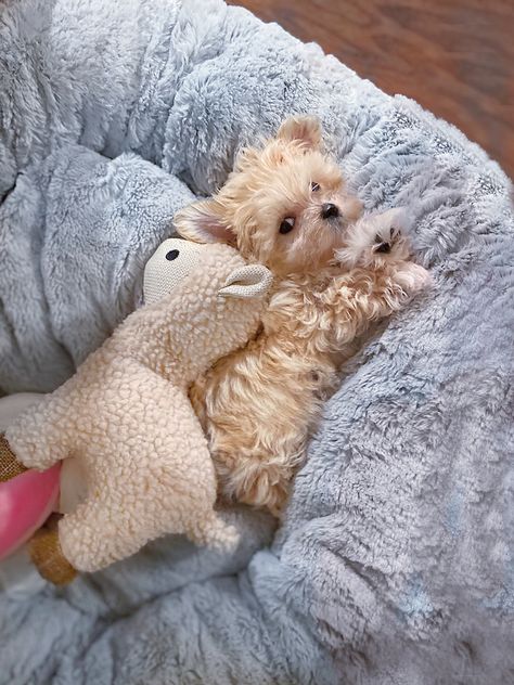 Cute Mini Dogs, Maltipoo Full Grown Apricot, Apricot Maltipoo, Cute Fluffy Puppies, Teddy Bear Puppies, Cute Fluffy Dogs, Teddy Bear Dog, Dog Mommy, Cute Dogs Images