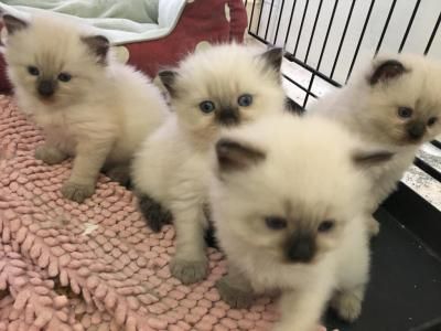 Persian Doll Face Cat, Pet Claims, Himalayan Cat Kitten, Himalayan Cats, Maine Coone, Himalayan Kitten, Cat Story, Siamese Kitten, Himalayan Cat