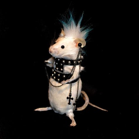 Punk Mouse | Denise Kendig | Flickr Rattus Rattus, 헬로키티 배경화면, Funny Rats, Taxidermy Art, A Rat, Cute Rats, Pet Rats, Silly Animals, Hamsters