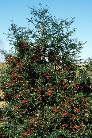 Natural Walls | Gardening in the Panhandle Yaupon Holly, At Home Garden, Plant Vegetables, Emerald Green Arborvitae, Tattoo Garden, Florida Native Plants, City Gardens, When To Plant Vegetables, Garden Tattoo