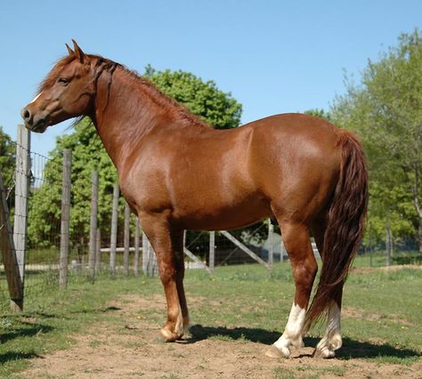 SPRING LAKE THISTLE - chestnut Morgan horse stallion Chestnut Morgan Horse, Nature Animal Tattoo, Nice Horses, Horses Chestnut, Kathiyawadi Horse, Horse Crazy Girl, Morgan Horses, Pony Breeds, Horse Chestnut