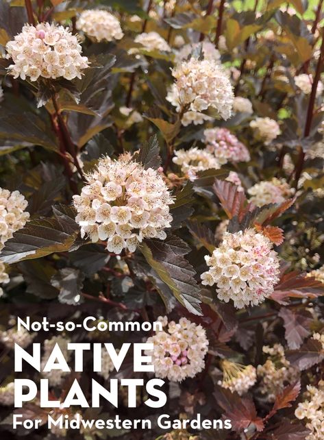 Native Plant Landscape, Coconut Bowls, Porch Plants, Growing Vines, Chicago Botanic Garden, Native Plant Gardening, Bee Garden, Wildlife Gardening, Sustainable Garden