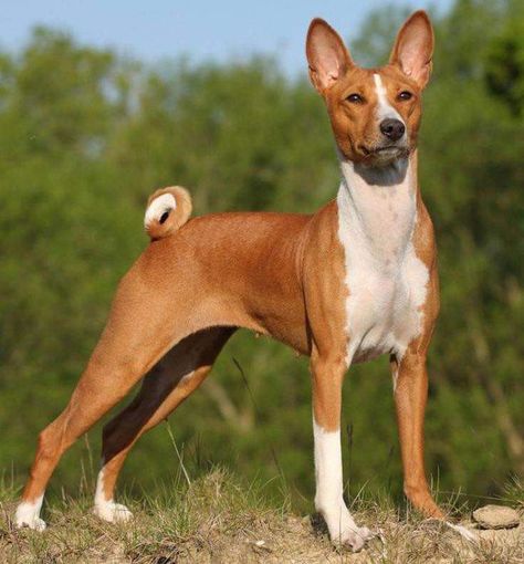 Egyptian Dog, Basenji Puppy, Ancient Dogs, Basenji Dog, Cute Animal Tattoos, Basenji Dogs, Animals Tattoo, Fox Dog, Hypoallergenic Dogs