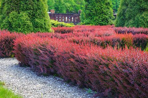 Landscaping with Berberis Shrubs - add a little colour Flower Hedge, Berberis Thunbergii, Japanese Barberry, Hedging Plants, Small Shrubs, City Garden, Trees And Shrubs, Types Of Plants, Front Garden