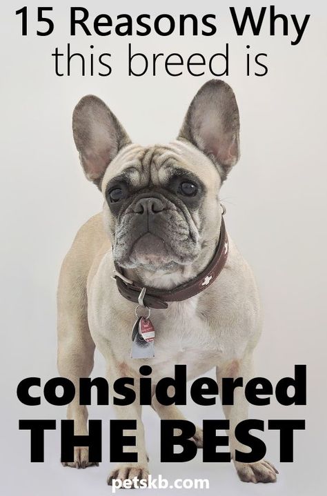 15 Reasons Why This Dog is Considered the Best - How  can any dog breed be considered the best? Surely it's down to personal preference? Here are 15 reasons why the French Bulldog tops all the polls! #frenchbulldogs #frenchies #dogguide Natural Dog Remedies, Majestic Cat, French Bulldog Breed, French Bulldog Facts, Top Dog Breeds, Dog Remedies, Dog Breeding, Bulldog Breeds, Frenchie Bulldog