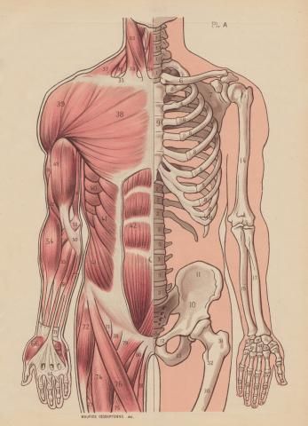 Muscular and skeletal system illustration- @madelinemcquay this is what the drawing I'm making with my brothers looks like... or at least it's how it's SUPPOSED to look like haha Skeletal System, Human Figure Drawing, Human Anatomy Art, Anatomy Sketches, Medical Anatomy, Anatomy For Artists, Medical Art, Body Anatomy, Anatomy Drawing