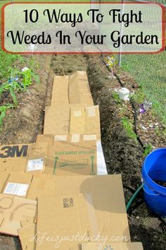 Garden Weeds, Garden Pests, Veggie Garden, Lawn And Garden, Raised Garden, Herb Garden, Yard Landscaping, Garden Planning, Garden Beds